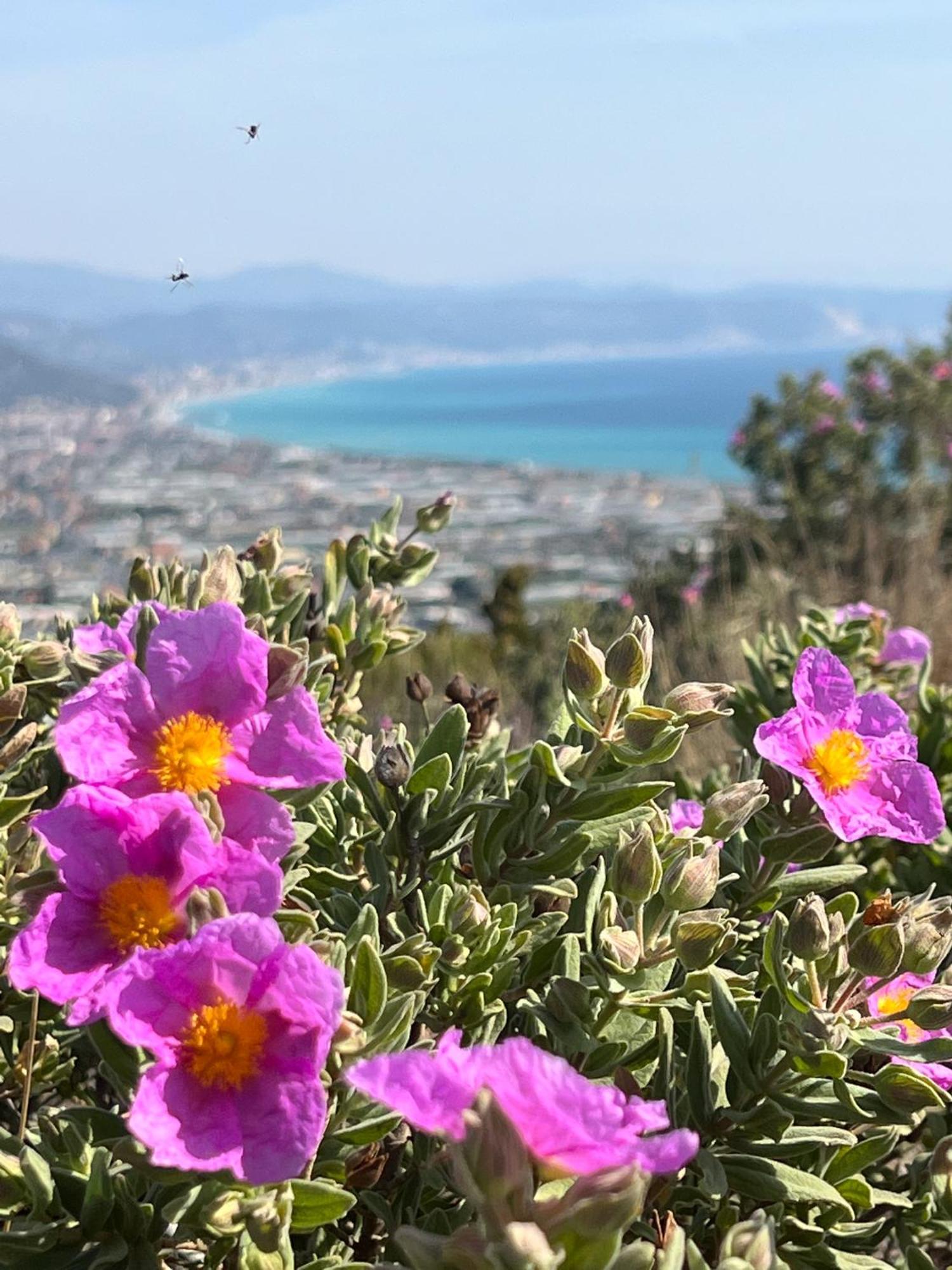 Le Torri Riviera Holiday Albenga Luaran gambar